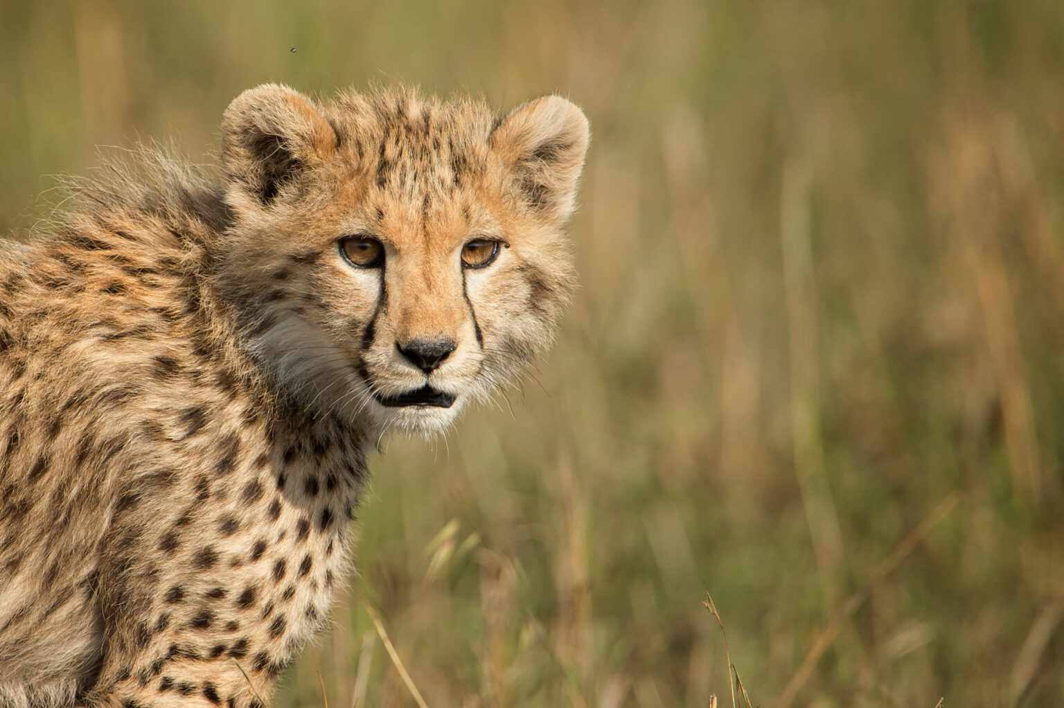 A young adult Cheetah in the Serengeti in Tanzania
