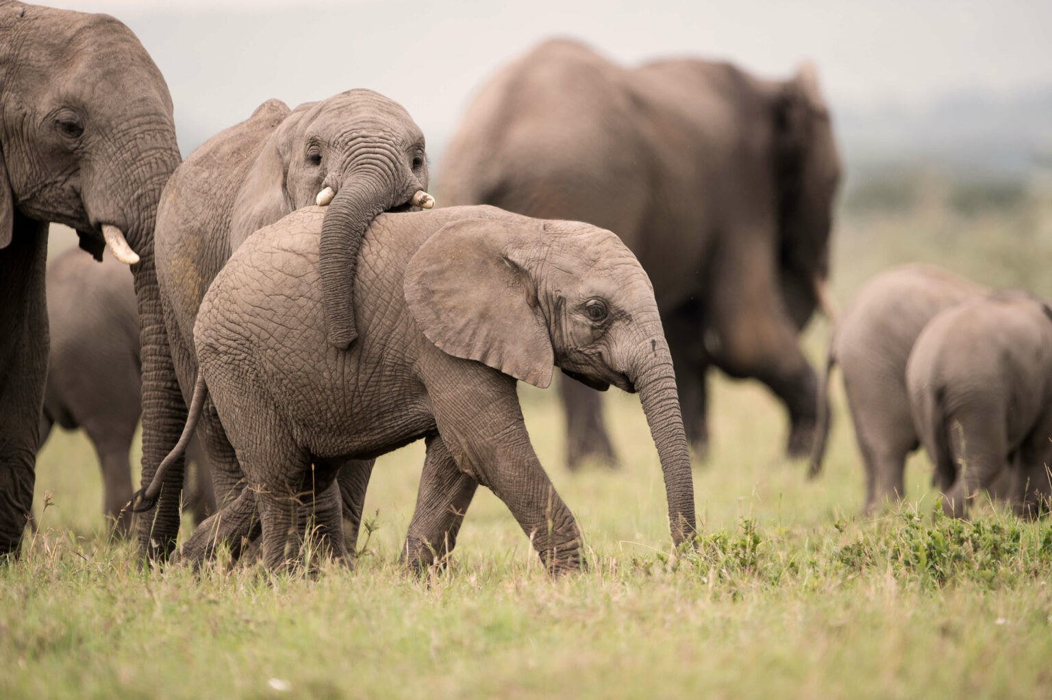Two young elephants playing together in a herd in the Serengeti in Tanzania