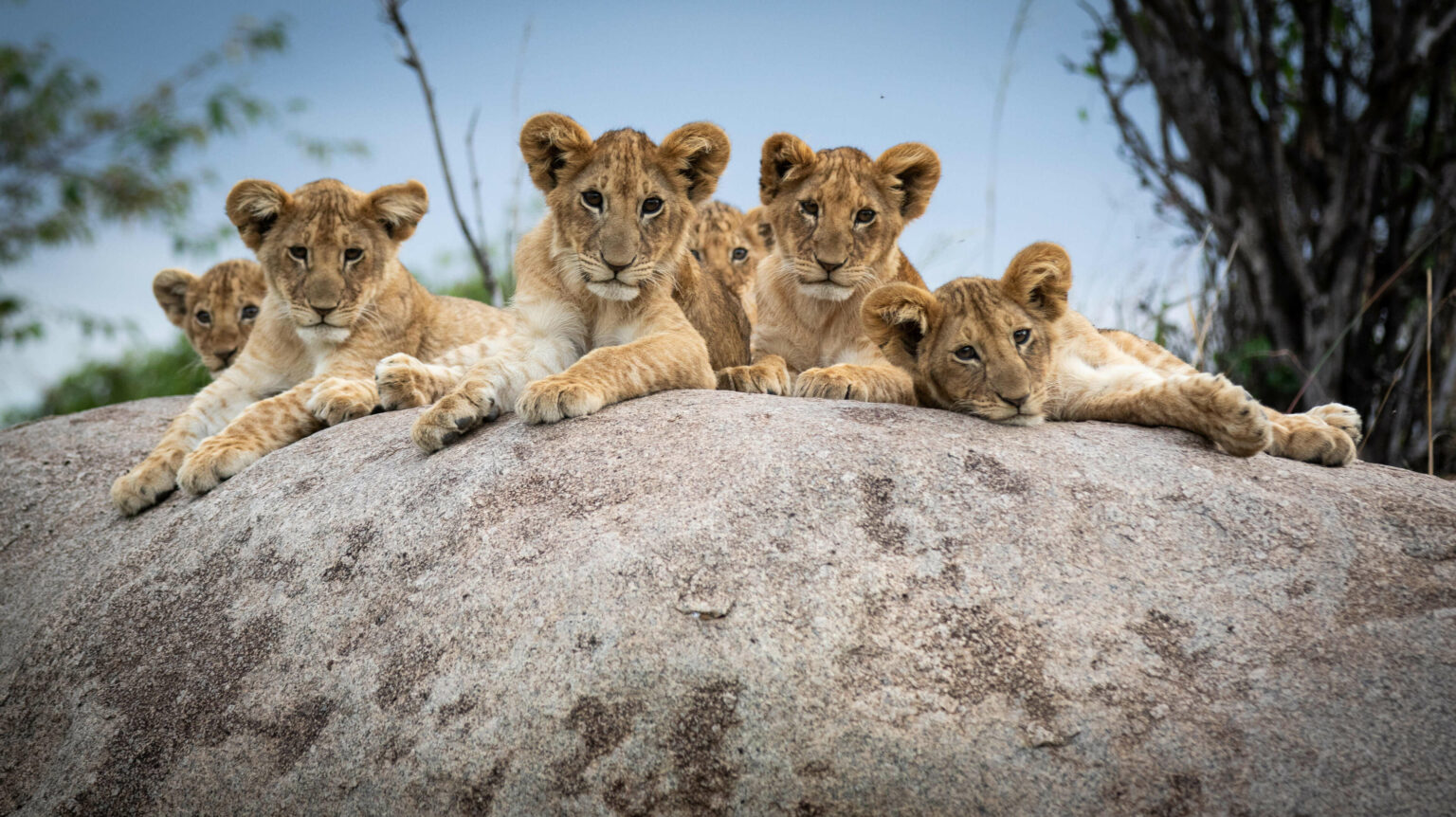 Lion Cubs seen on a rock while on a game drive at Nomad Lamai Serengeti in Tanzania