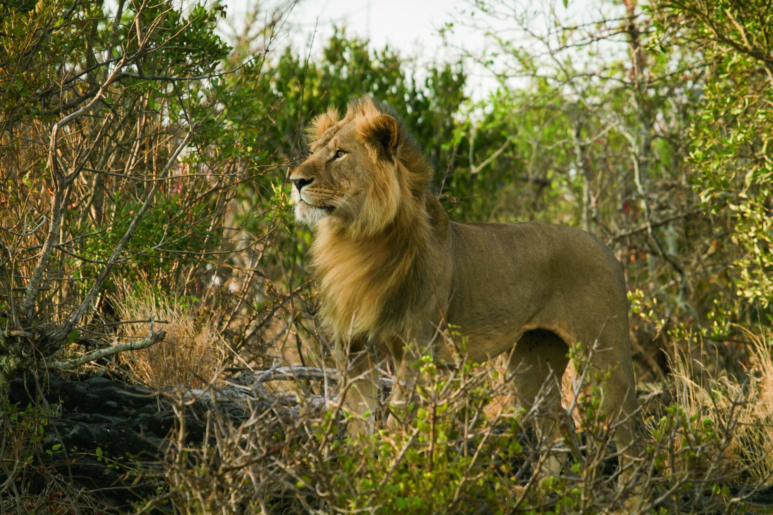 Ol Donyo Young Male Lion in thick vegetation Kenya