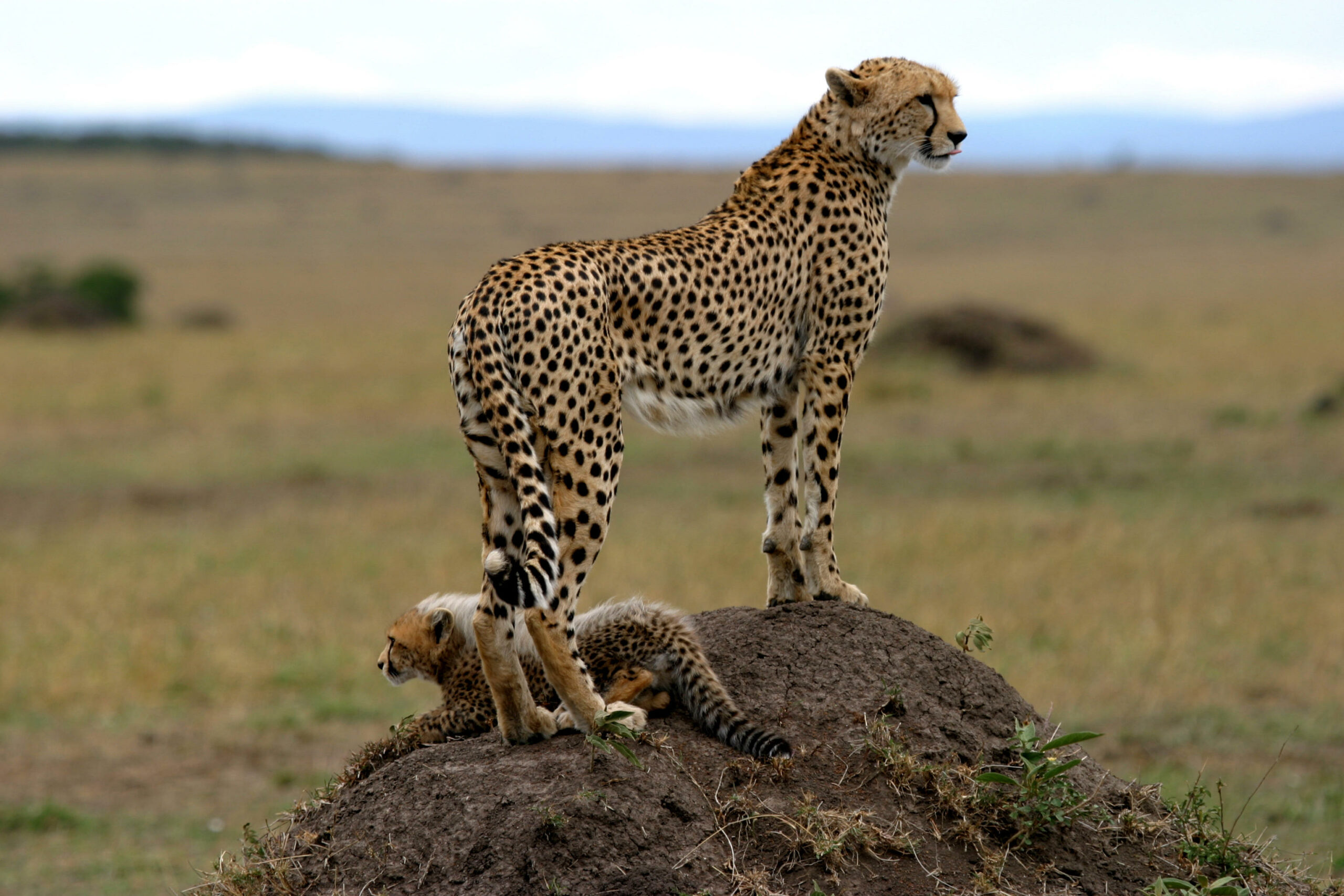 a cheetah standing on top of a mound of dirt.
