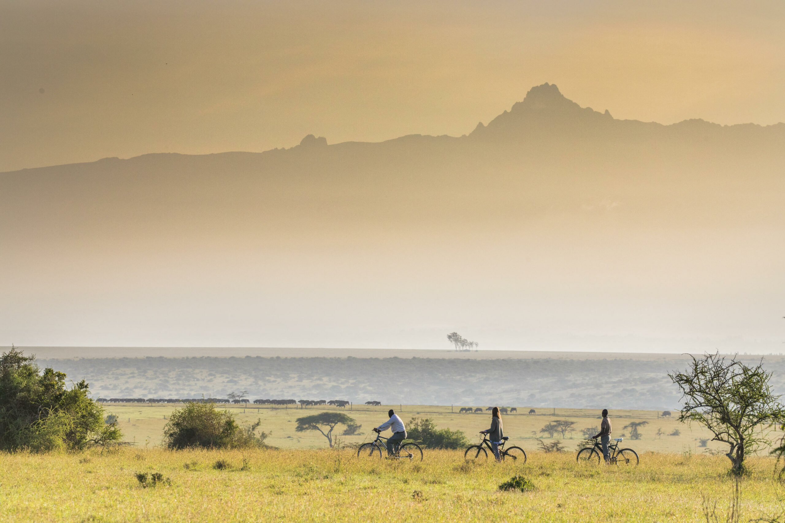 Solio Lodge guests bike riding in grassland in Kenya