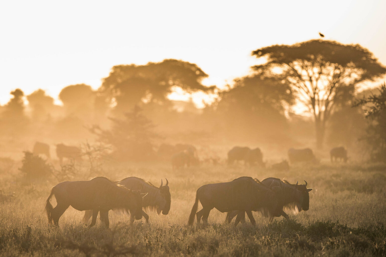 A herd of wildebeest at sunrise at Nyasi Migrational Camp in Tanzania.jpg