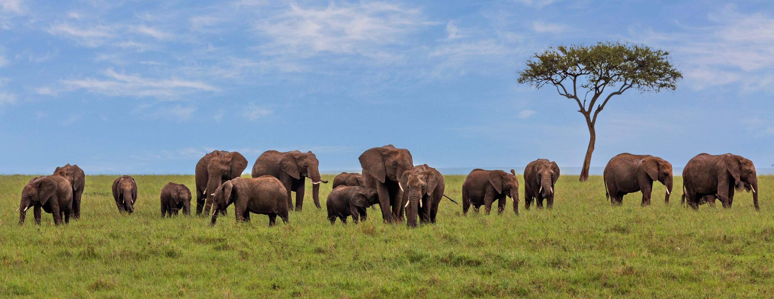 elephants and a single tree in Maasai Mara, Kenya, Africa