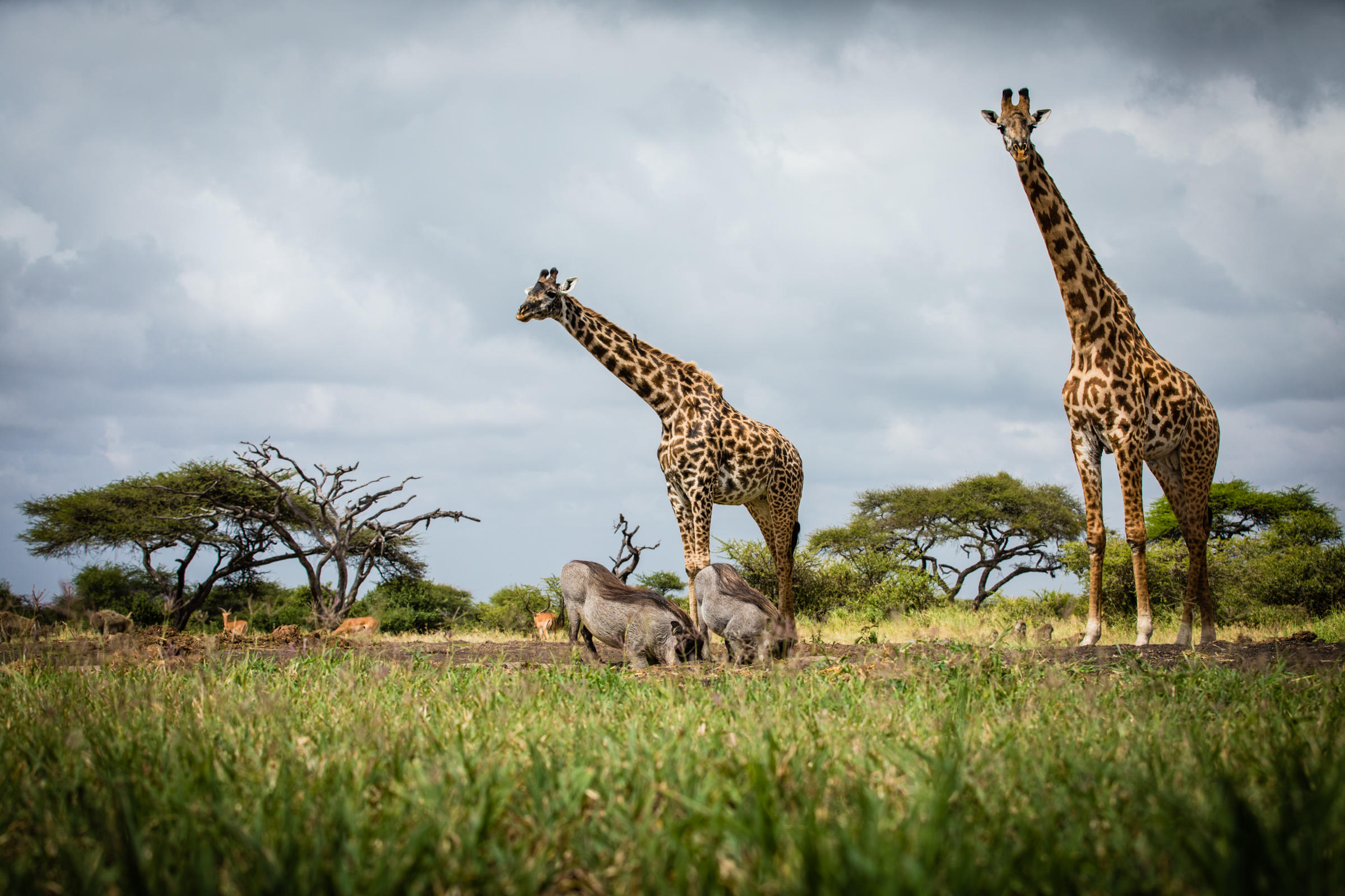 a couple of giraffe standing next to each other on a lush green field.