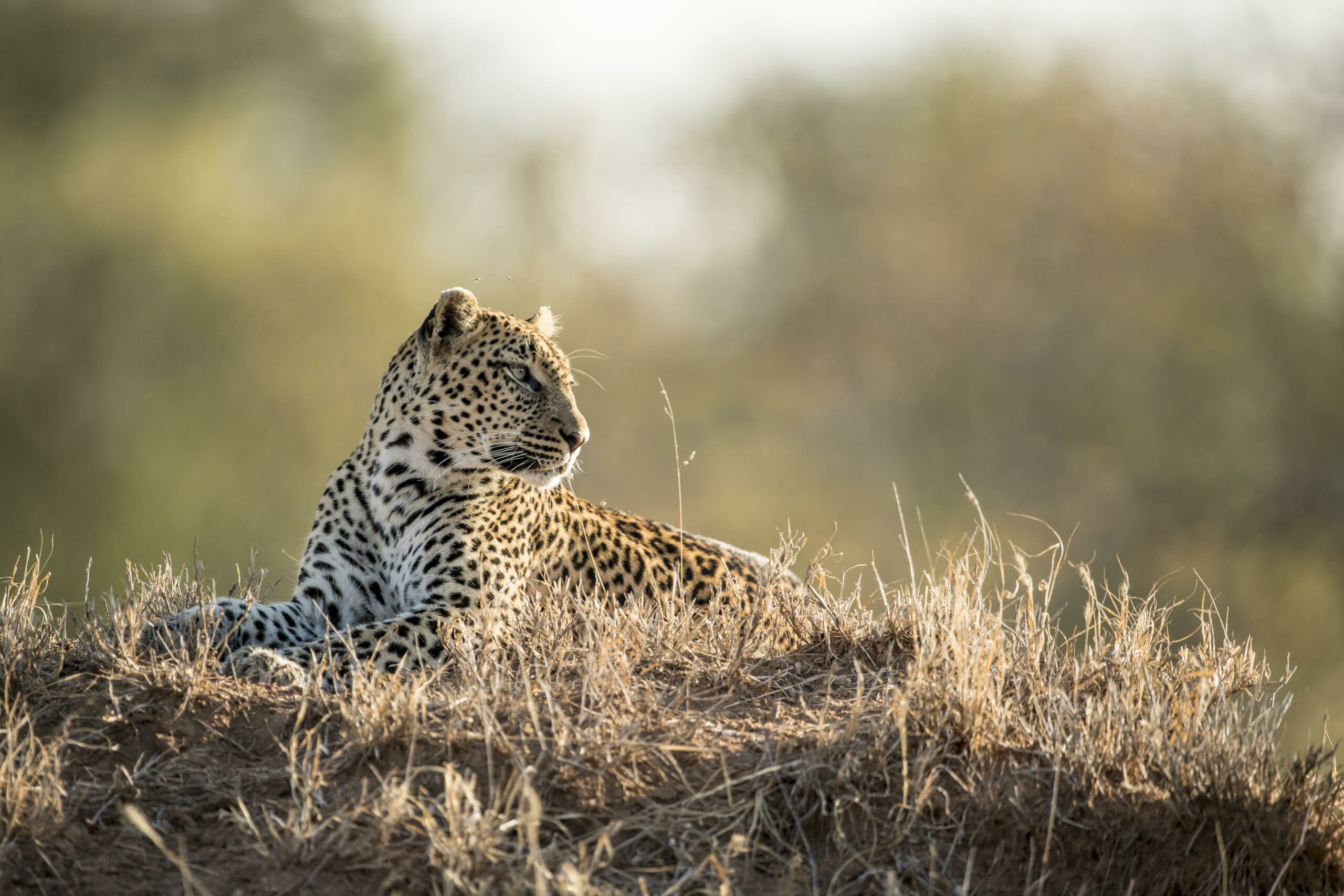 A leopard laying down in a field of dry grass.