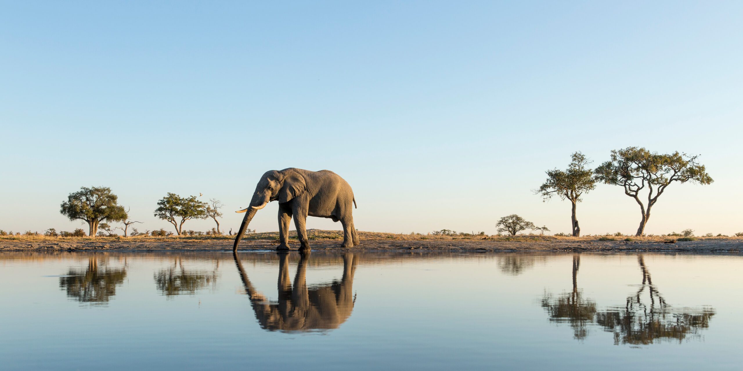 An elephant standing in the middle of a body of water.