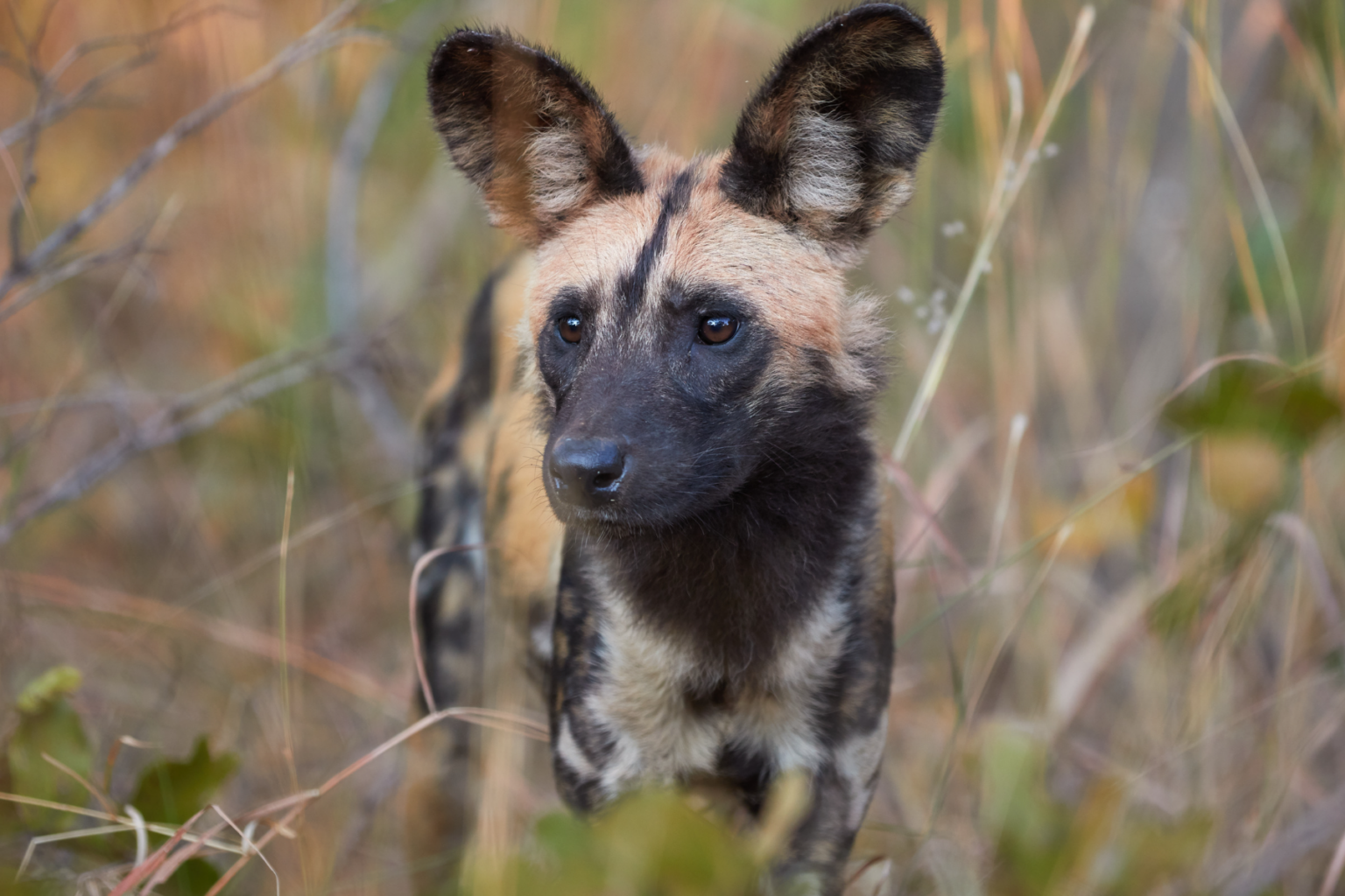 Zambia kafue national park wild dog wildlife