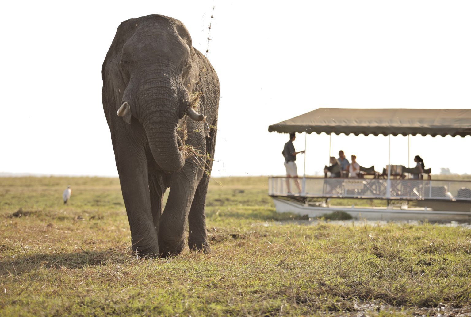 Lone elephant walking with a boat cruise in the background at Chobe Under Canvas