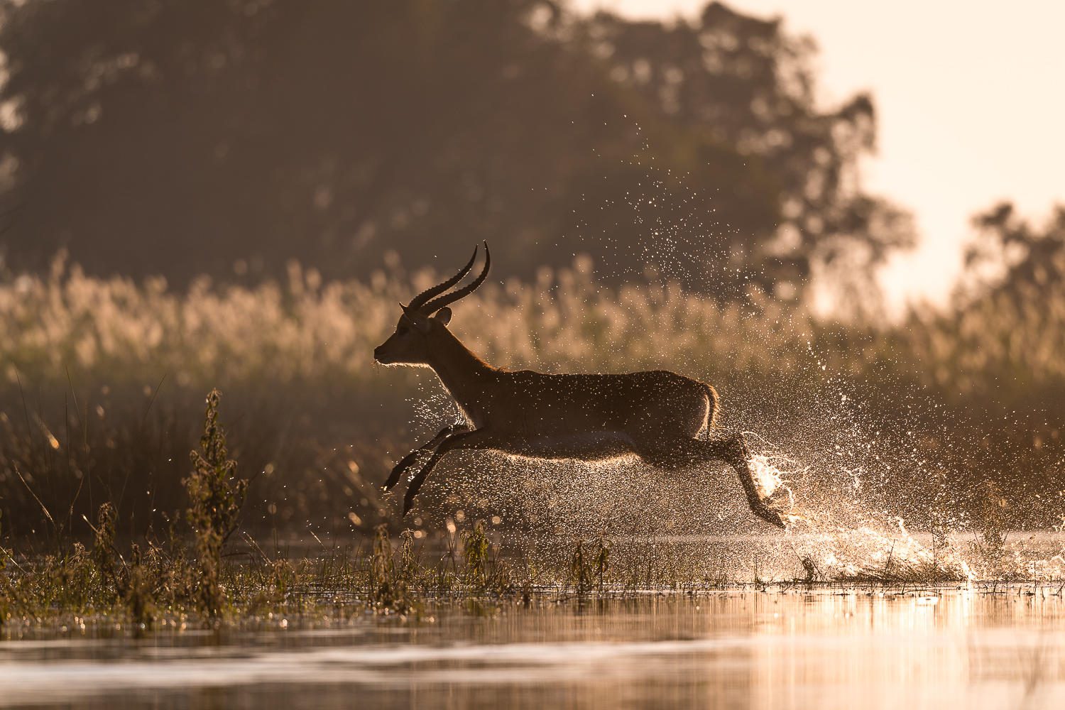An antelope runs through the water at sunset.