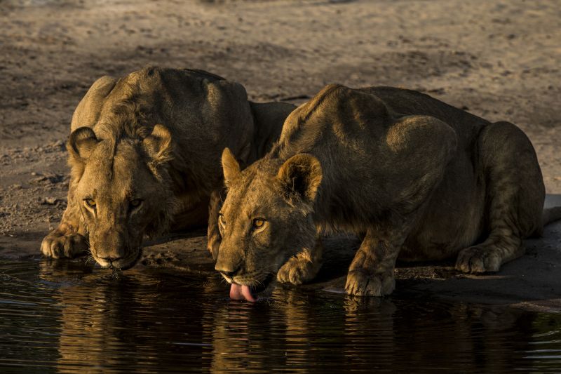 Two lionesses drinking at dusk in the Selinda Reserve on safari in Botswana
