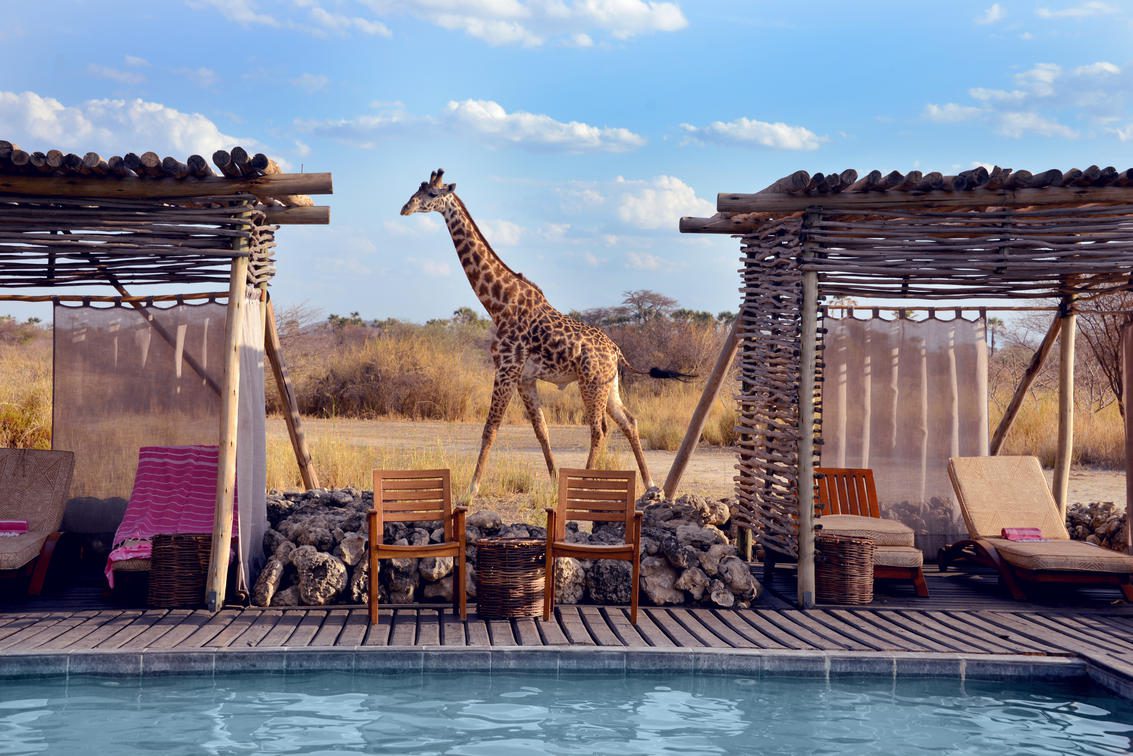 swimming pool with deck and chairs and giraffe walking in the plains behind