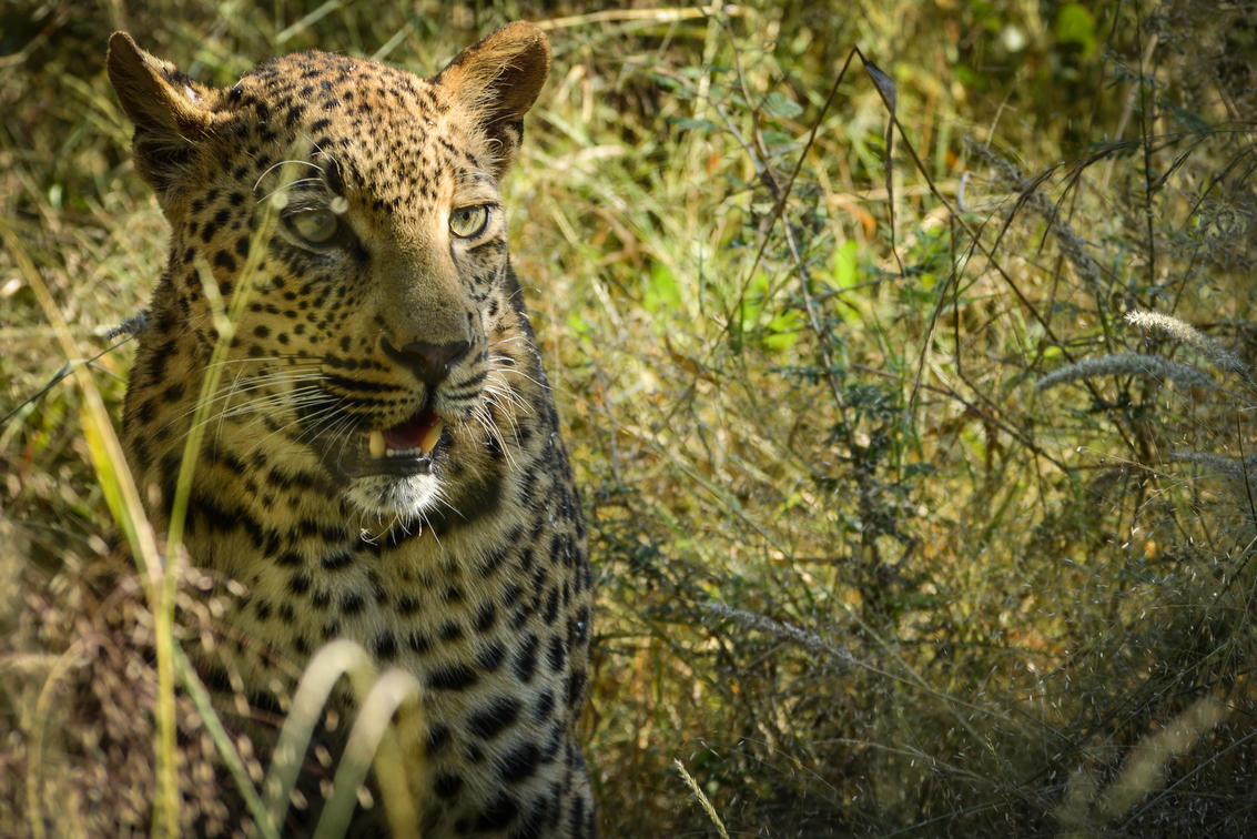 Leopard sighting from a game drive at Ivory Sands Ivory Lodge
