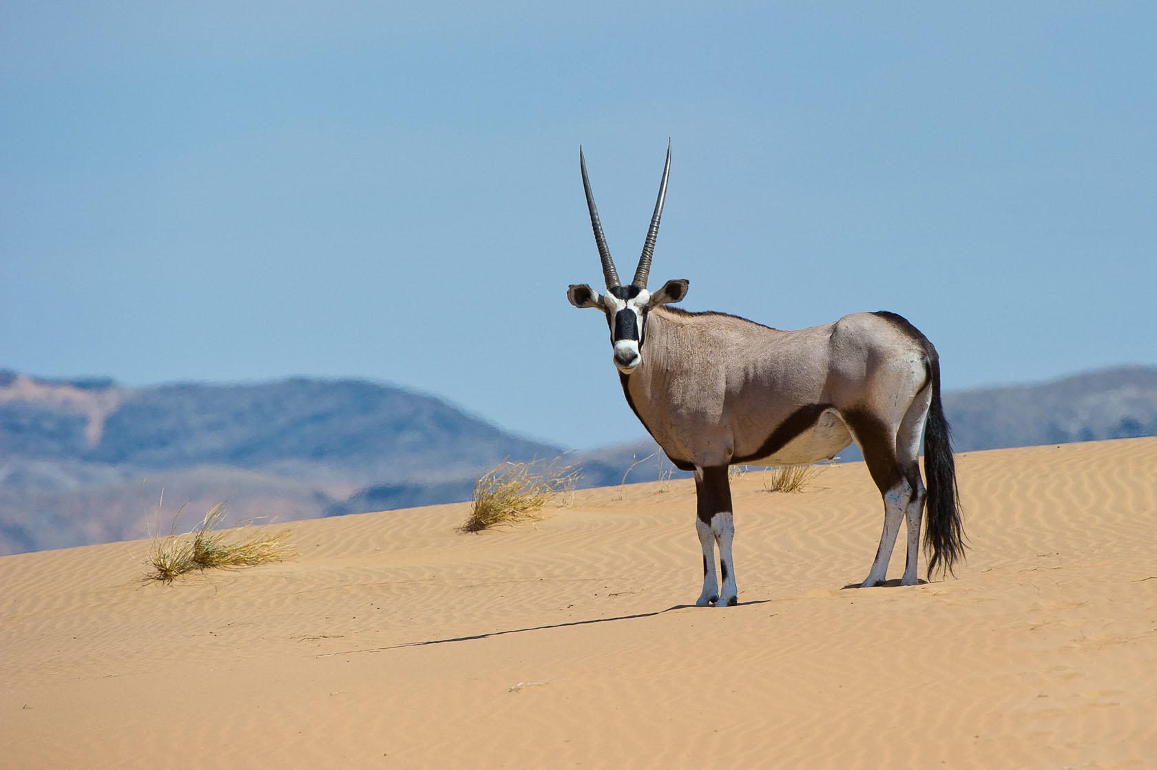 An antelope standing in the middle of a desert.