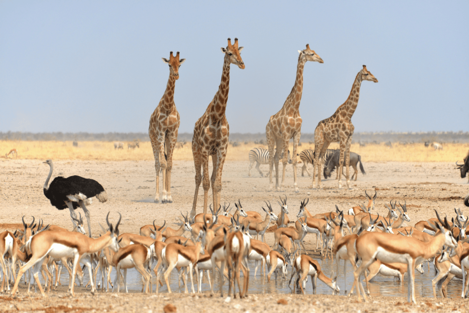 A herd of giraffes, ostrich, and kudu standing next to each other on a field.
