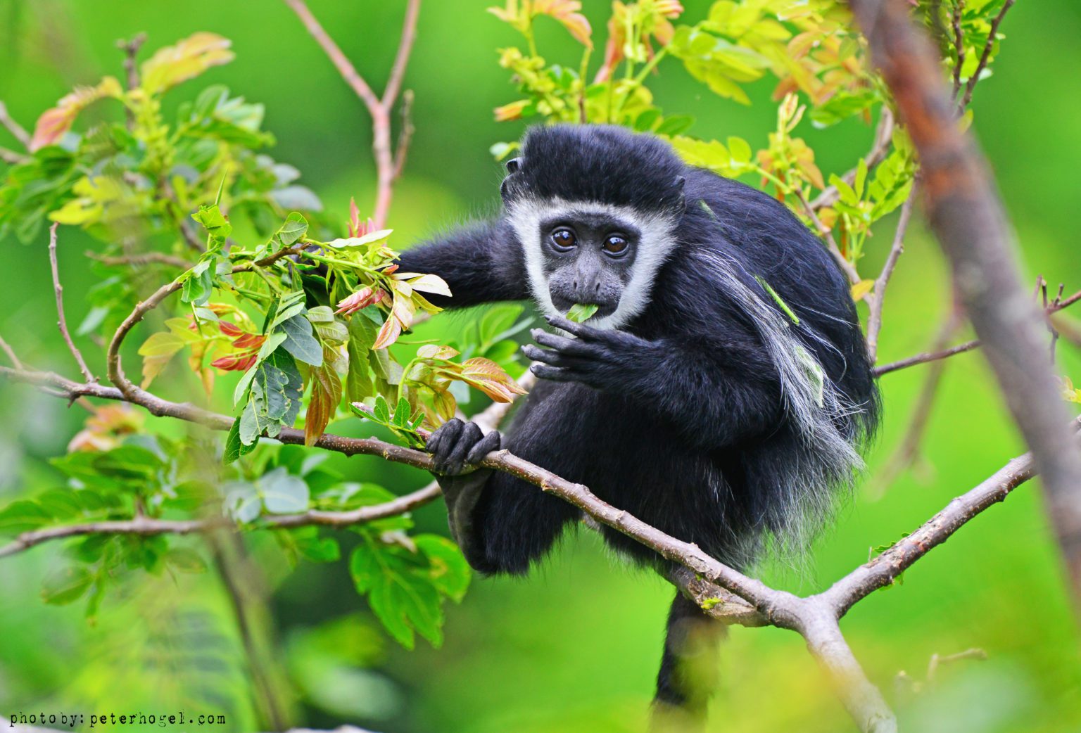 Colobus Monkey Uganda