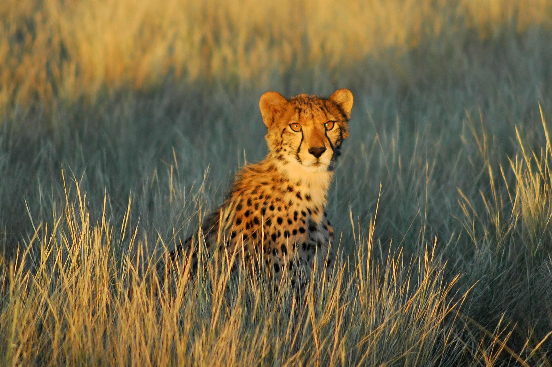 cheetah stares out into the distance among the tall golden grass with the shadow of the sun setting behind him