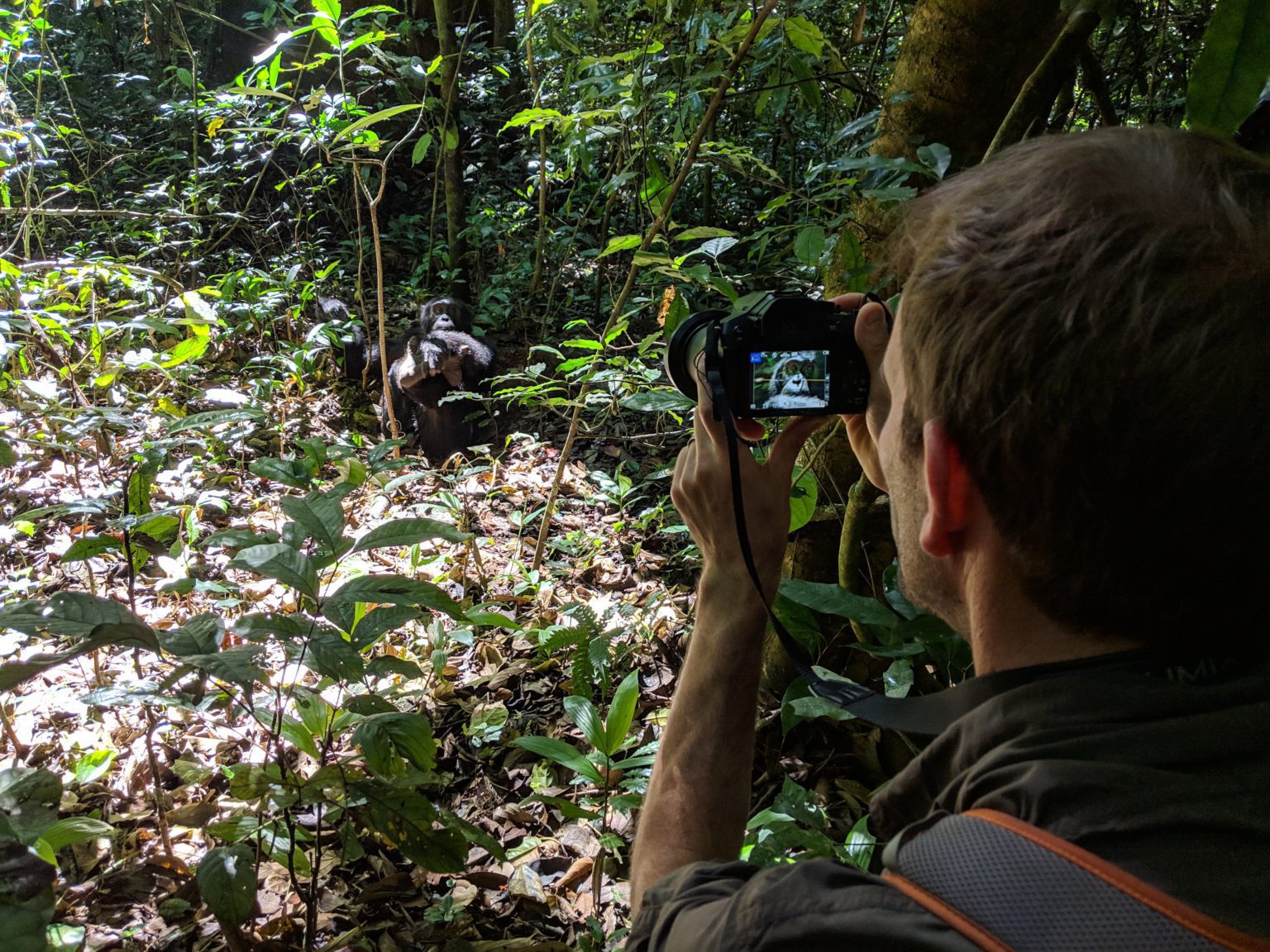 taking a photo of a chimp uganda kibale while chimpanzee viewing