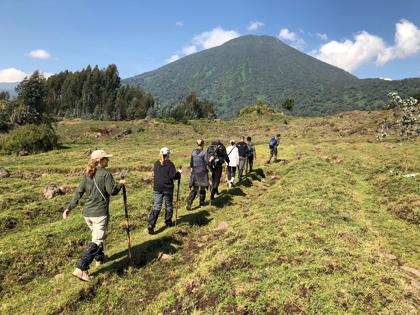 hikers crossing field to begin their gorilla trek