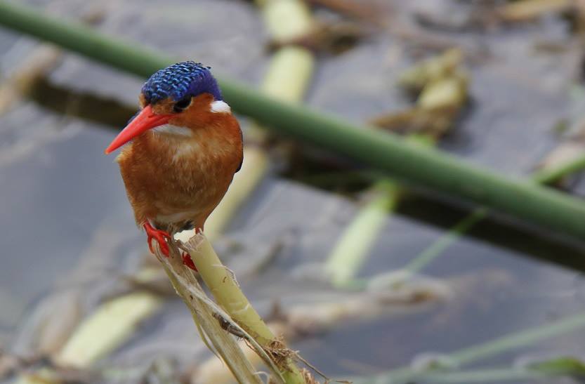 a Malachite Kingfisher sitting on reeds in the Kazinga Channel