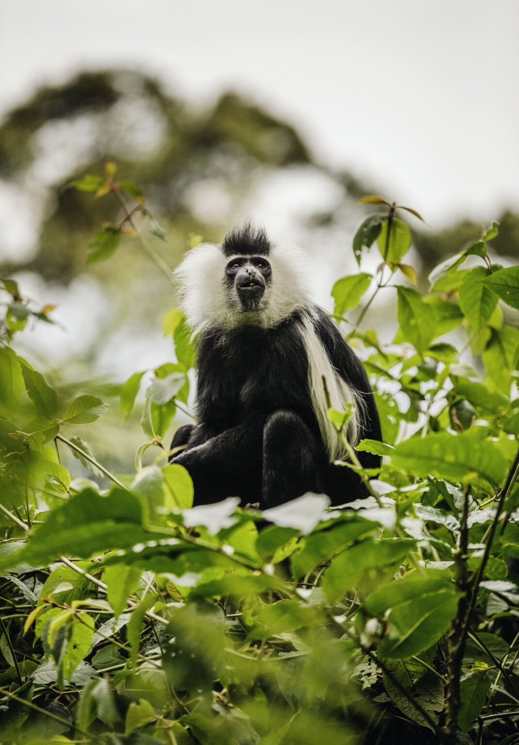 a colobus monkey in a tree at one and only nyungwe house