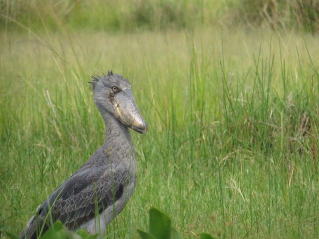 rare Shoebill in the tall grasses along the Nile River Delta in Murchison Falls NP