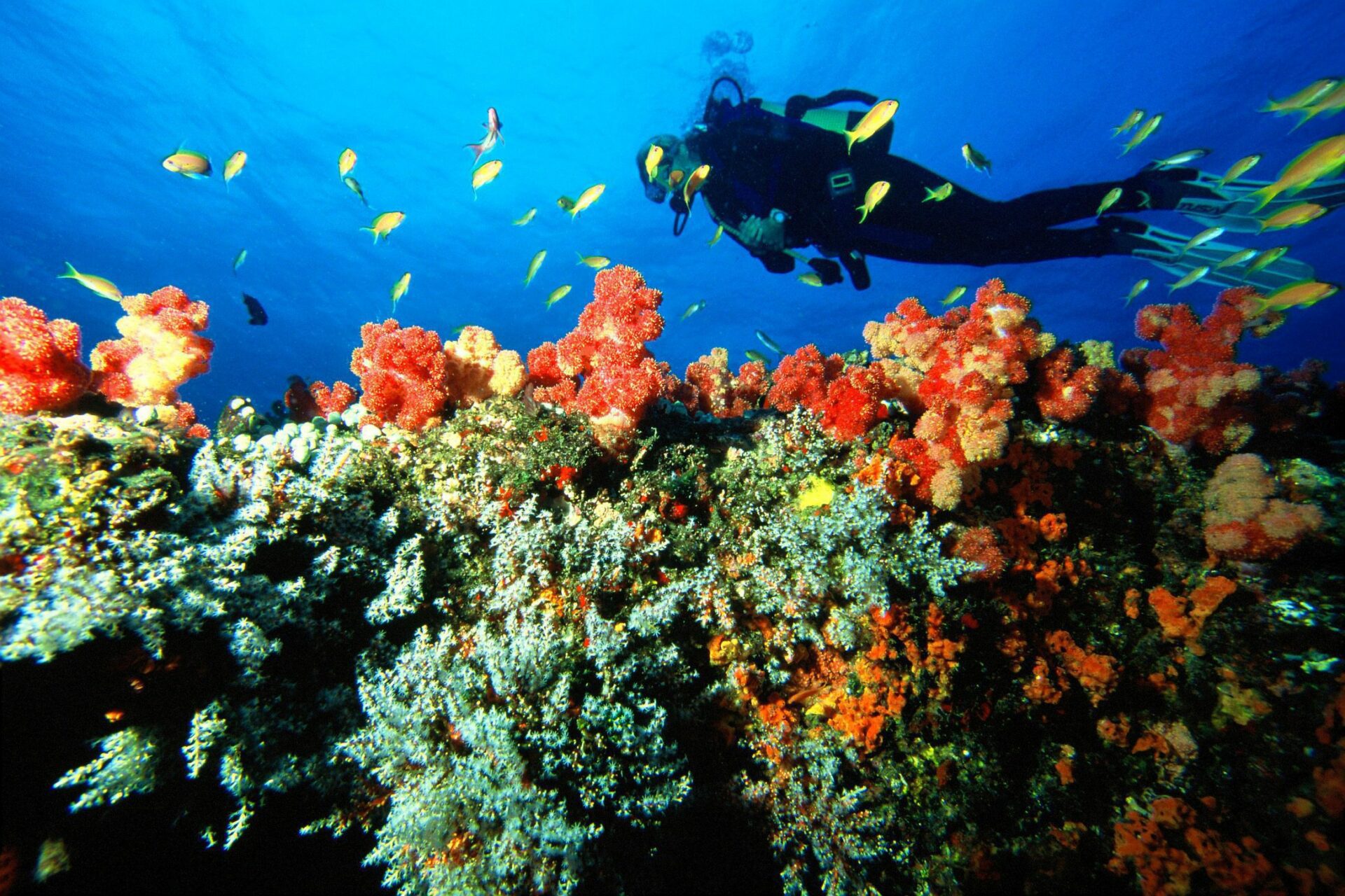 Diver above colorful coral