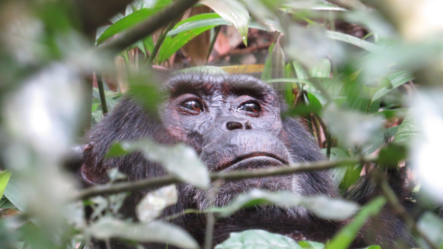 close up face of a chimp peering through the green leafy branches of the rainforest in Kibale