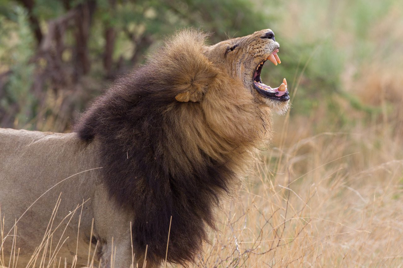 chitabe camp male lion roaring seen on our off-grid Botswana safari