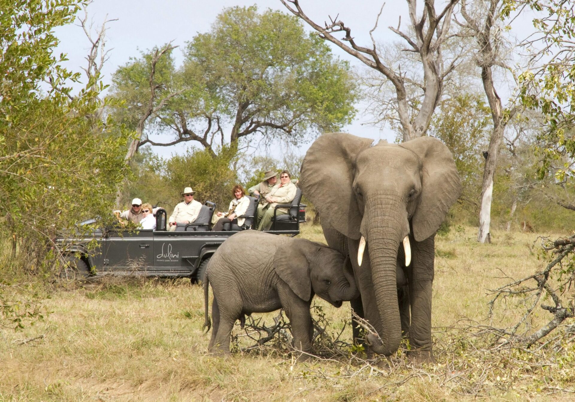 mother and baby elephant grazing on grass while guests from dulini lodge watch in their vehicle