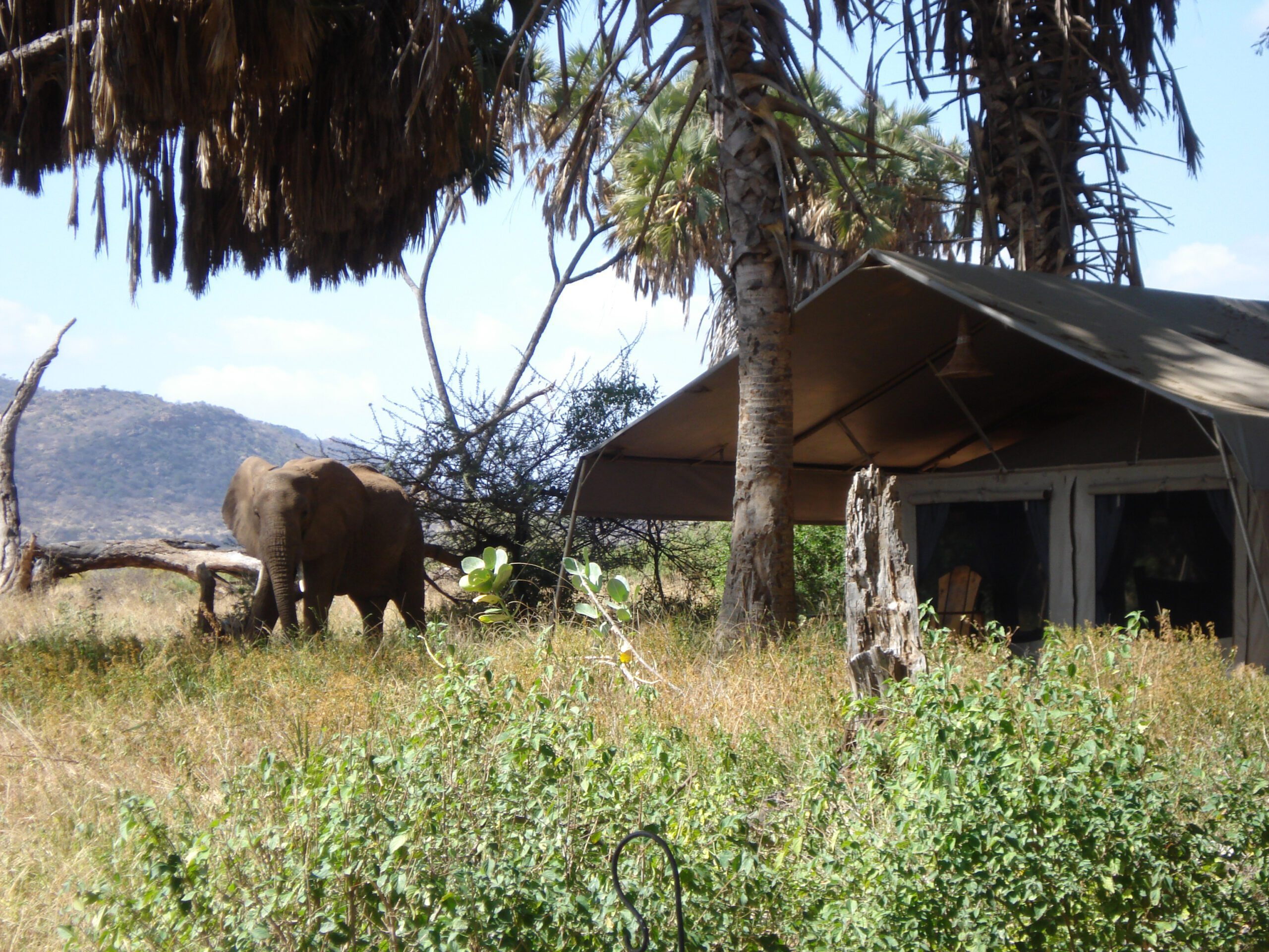 Elephant Bedroom Camp Safari Trips Africa Beyond Extraordinary   Elephant Bedroom Camp 