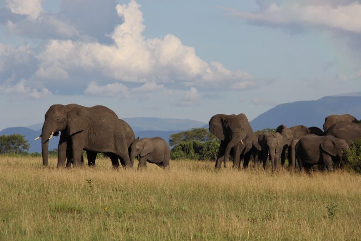 a herd of elephant on the savanna plains of Queen Elizabeth National Park