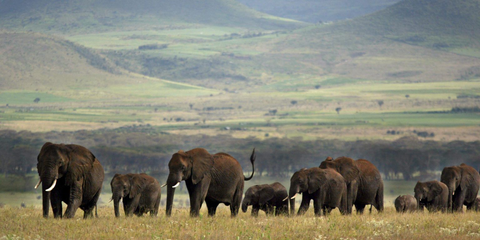 herd of elephants with Lewa's green hills in the background
