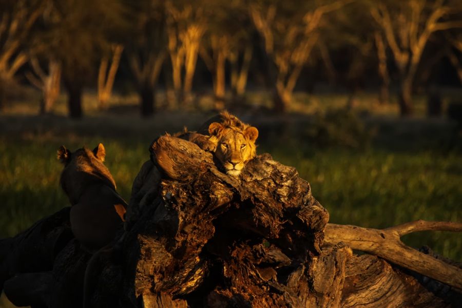 Protecting Kenya: A Luxury Conservation Safari. male lion hiding behind rock in Kenya