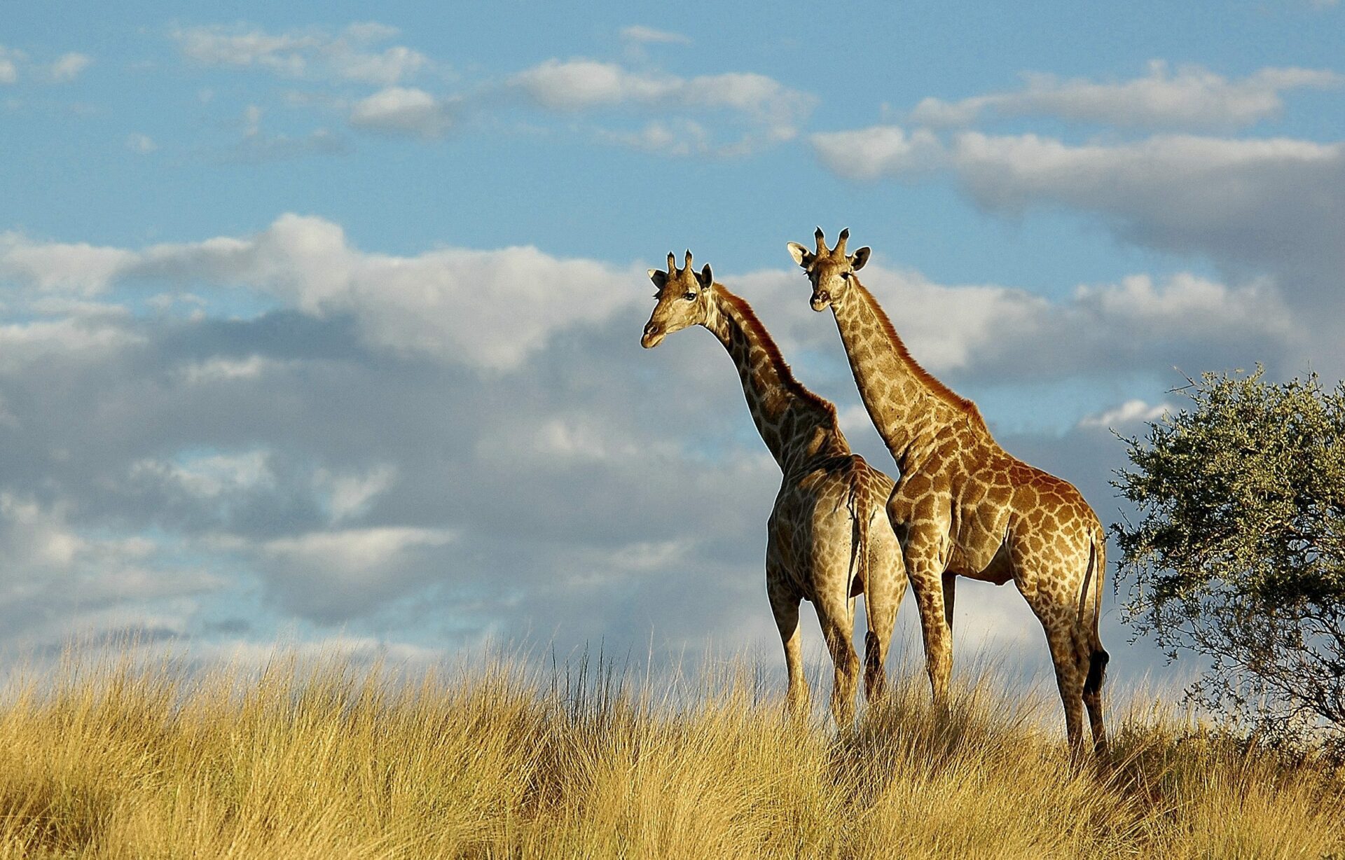 two giraffe in golden grass with sky