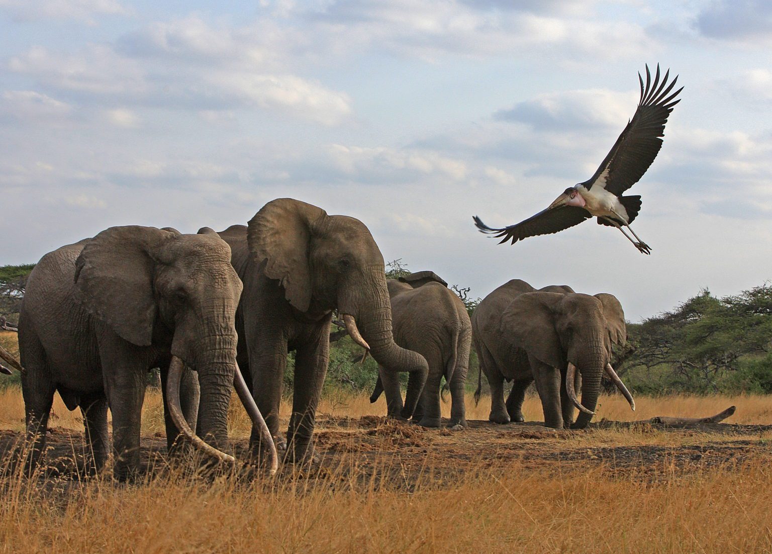 herd of tusker elephants at Ol Donyo with an eagle flying