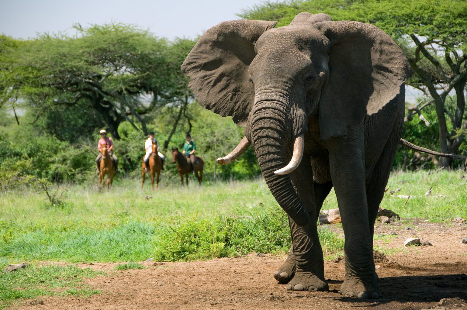 three horseback riders stop to observe a large tusker elephant at Ol Donya in Kenya