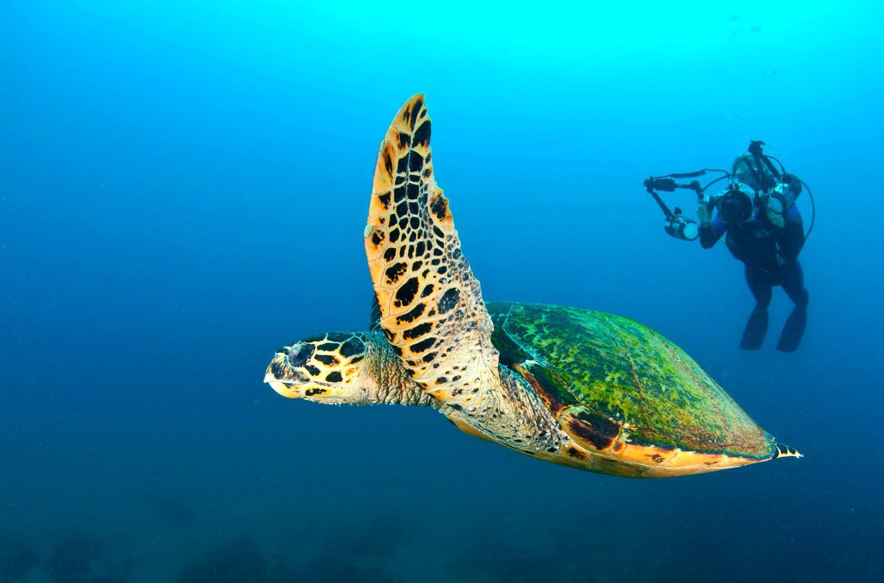 sea turtle with scuba diver at rocktail bay seen on scuba diving safari