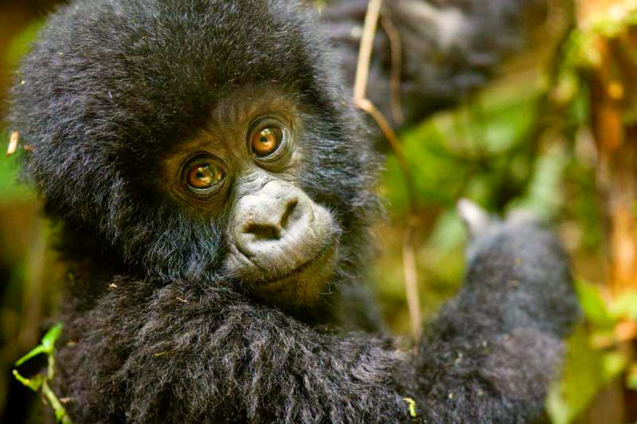 baby gorilla close up looking at the camera