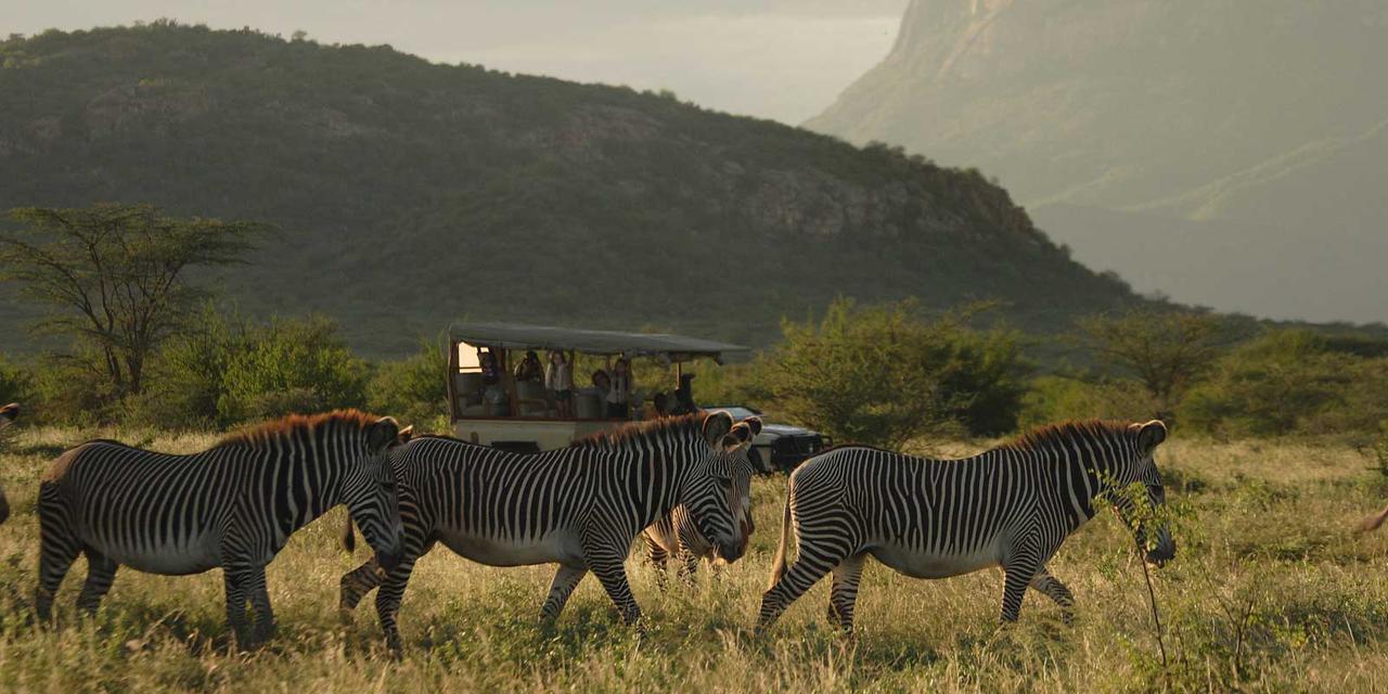 zebras crossing in front of a game drive vehicle at Saruni Samburu with hills in the background