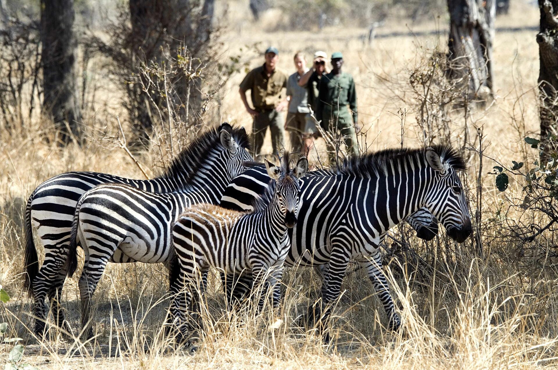 three people on a walking safari viewing zebra