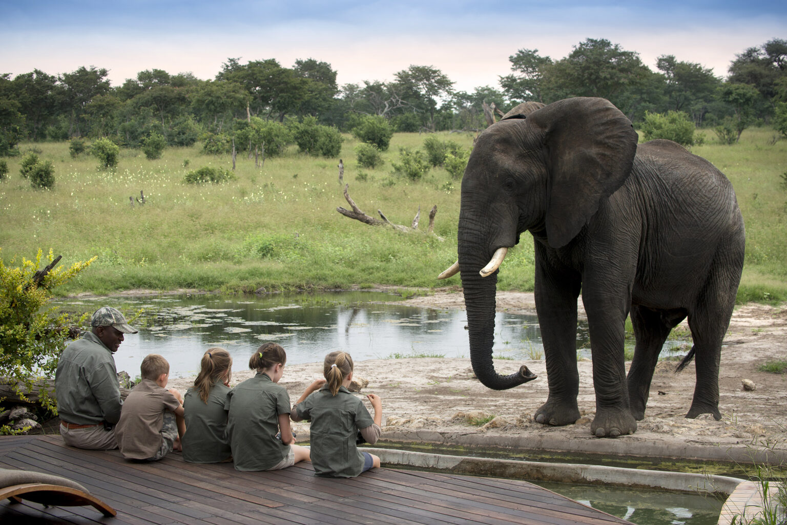 zimbabwe hwange national park elephant children