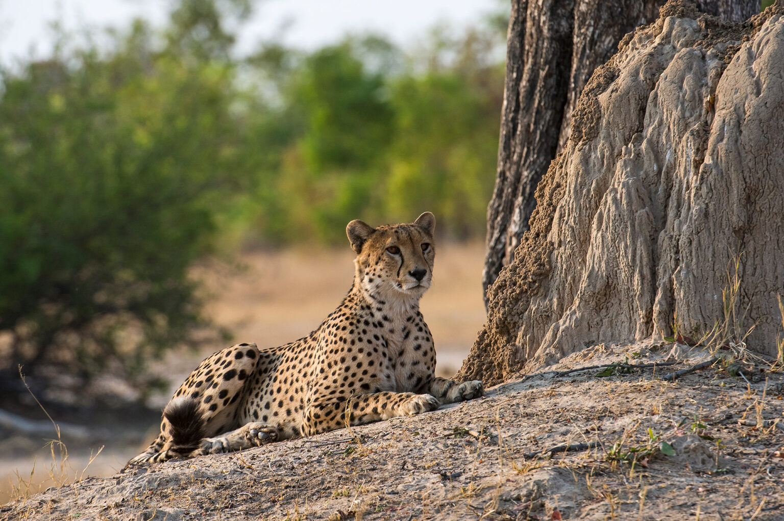 zimbabwe hwange national park wildlife cheetah