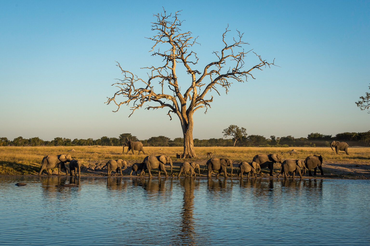zimbabwe hwange national park wildlife elphants