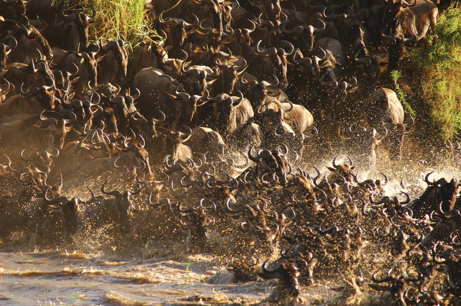 herd of wildebeest crossing the Mara River