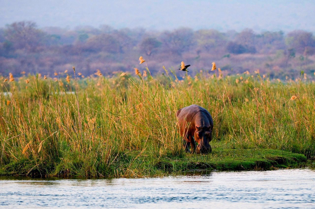 hippo near the water with the zambian highlands in the background