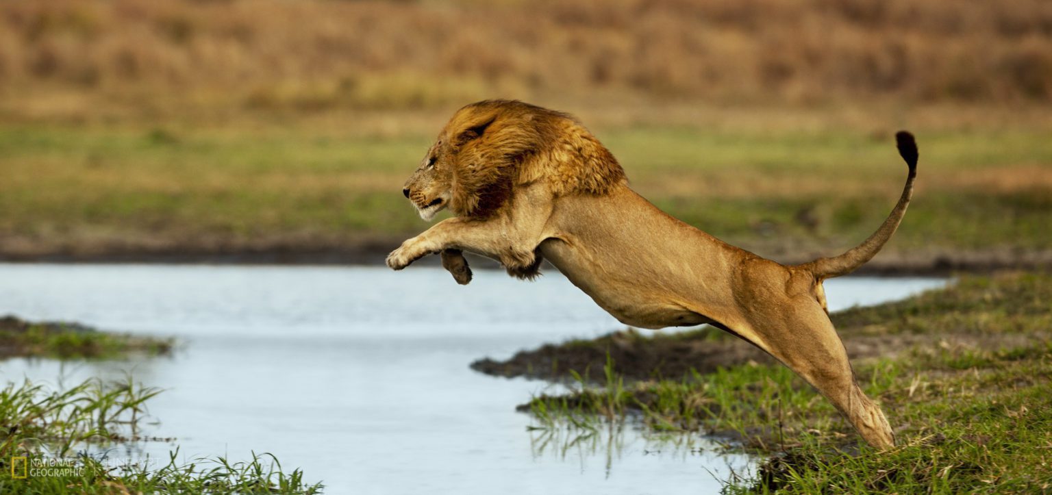 large male lion leaping across the water of the Okavango Delta on Pan-African safari