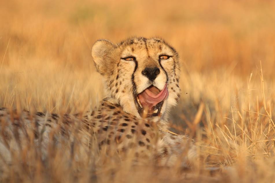 Cheetah yawning at AfriCat Foundation