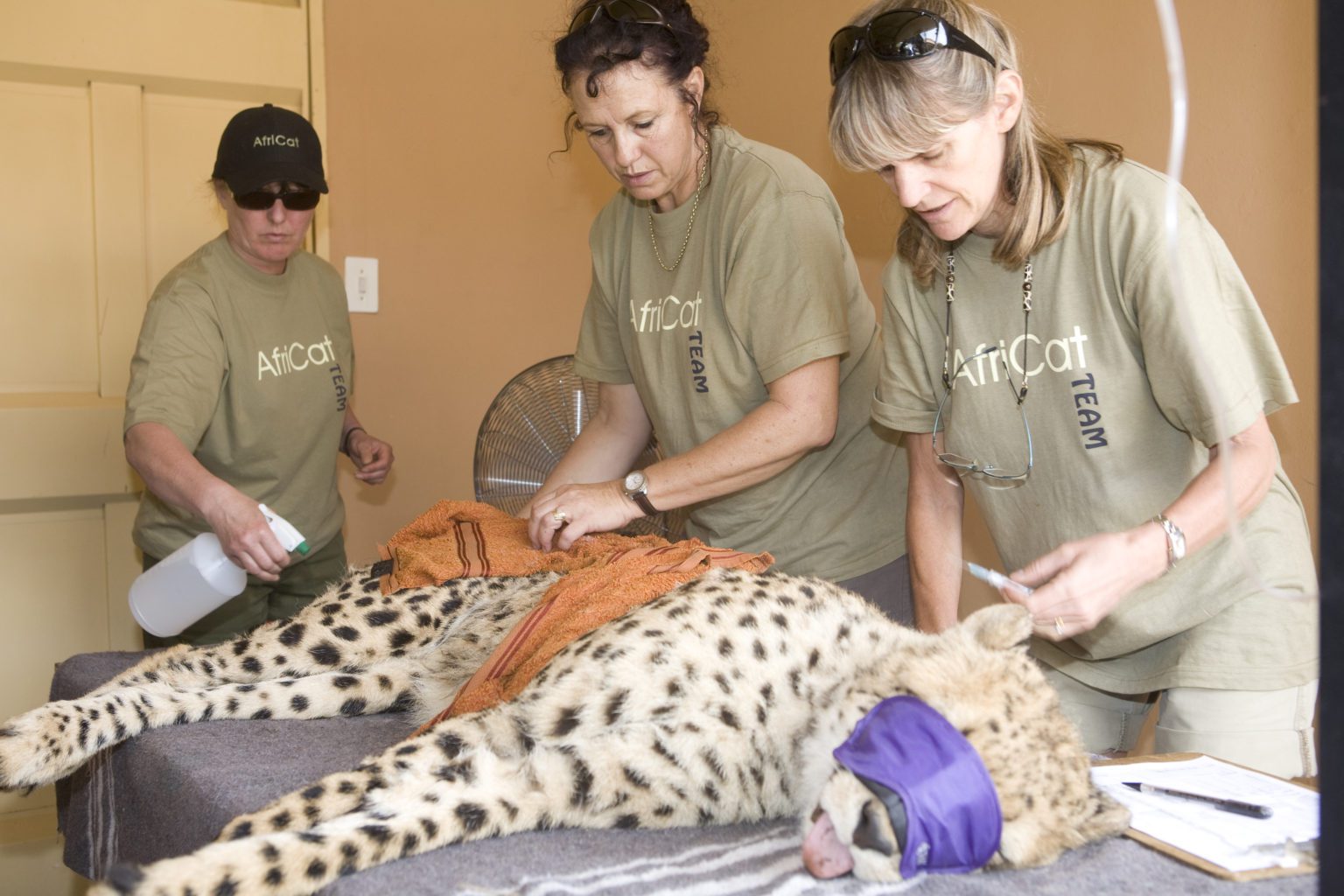 three doctors tending to a cheetah at Africat