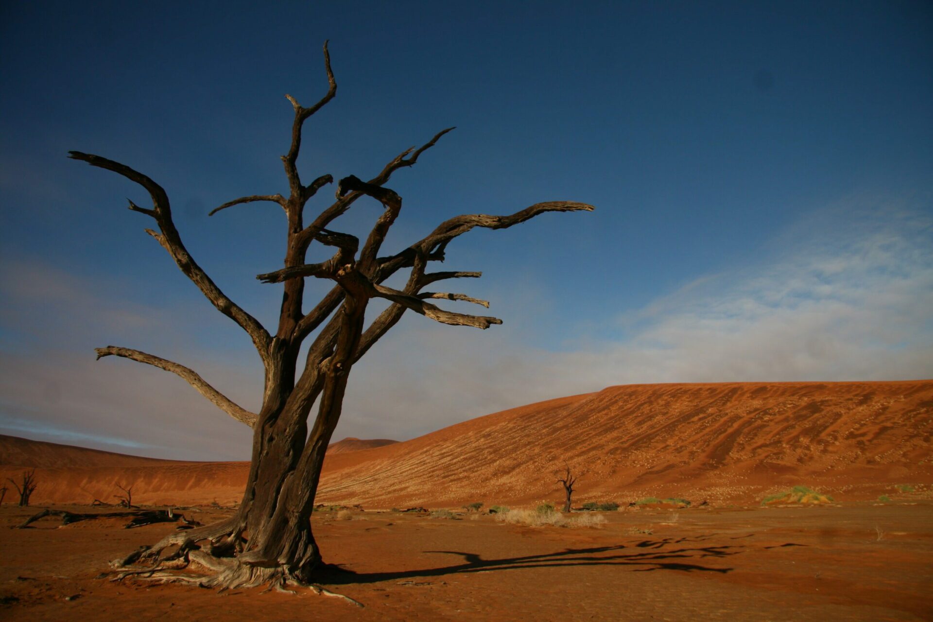 Iconic Dead Vlei tree with red dunes